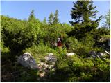 Kraljev hrib - Planina Rzenik